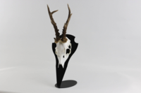 trofæplade - bordmodel - råvildt størrelse