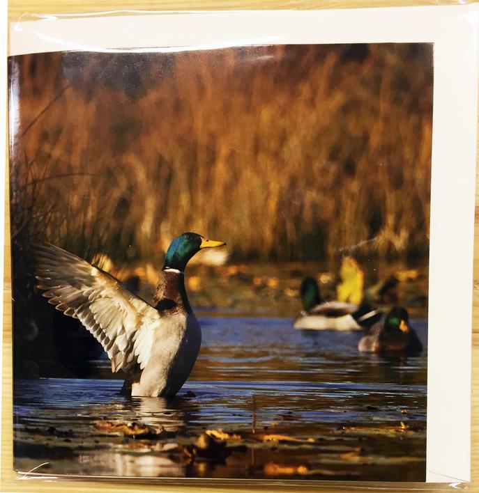 Til, fra kort med vildtmotiv og lyd (And)