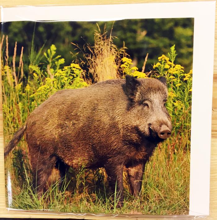 Til, fra kort med vildtmotiv og lyd (Vildsvin)